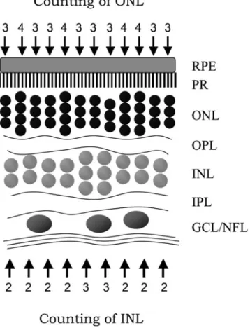 Fig. 3 illustrates the effects of IAA in two different animals 1 month after IAA administration