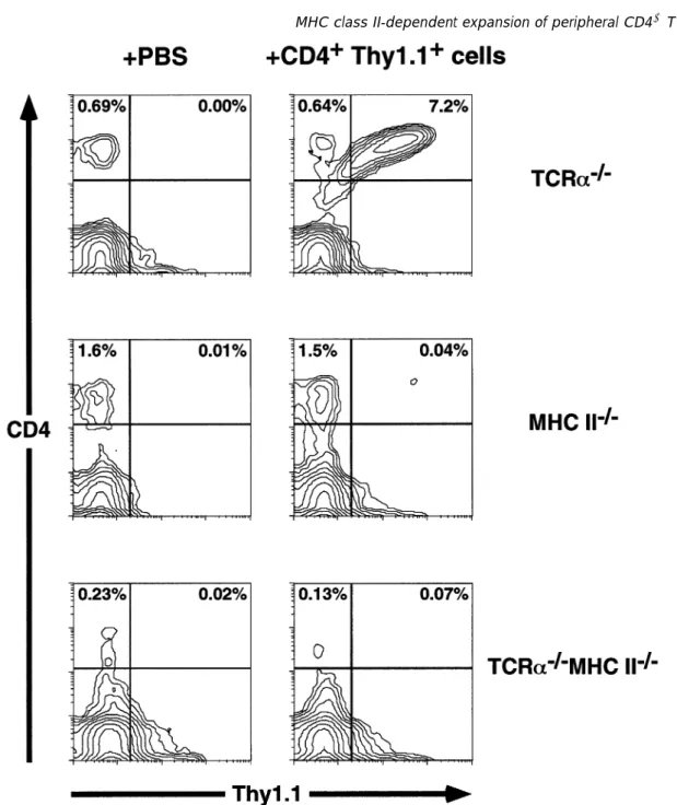 Fig. 1. CD4 1 T cell reconstitution of TCRα –/– mice is MHC class II dependent. Shown are FACS contour plots of PBL (labeled with anti-Thy- anti-Thy-1.1–FITC and anti-CD4–PE) from mice 4 weeks after injection of Thy-1.1 1 CD4 1 T cells (right panels) or PB