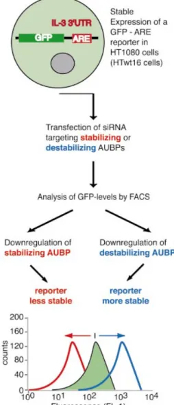 Figure 1. Reporter system employed to reveal effects of decreased AUBP expression on ARE-mRNA stability
