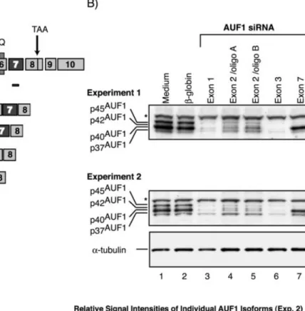 Figure 3. Exon-speci®c targeting of AUF1 allows selective reduction of speci®c AUF1 isoforms in Htwt16 cells