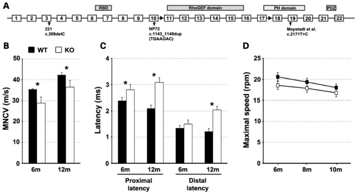 Figure 4. Disruption of Plekhg5 function in mice leads to mild neuropathy. (A) Schematic diagram showing the targeted Plekhg5 allele (based on Ensembl transcript ENSMUST00000118648)