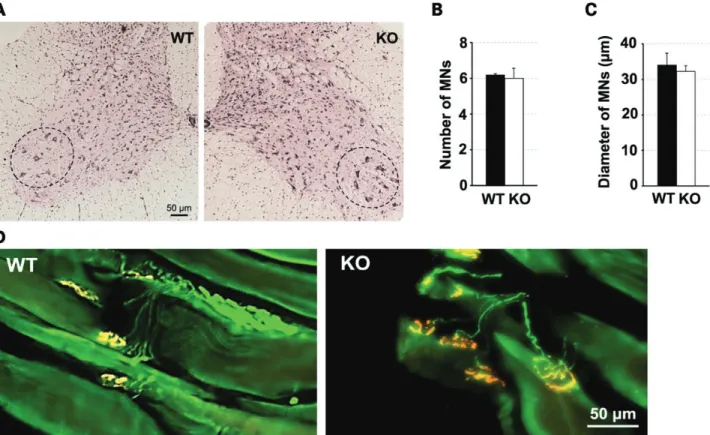 Figure 5. Disruption of Plekhg5 function does not lead to detectable defects in motoneurons or NMJ