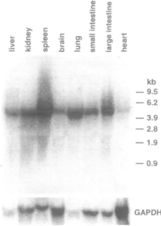 Fig. 4. Northern blot analysis of pig liver. Northern blots containing 50 (j.g of total and 1 jjtg mRNA from pig liver were hybridized with a radiolabeled glucosidase II cDNA fragment revealing a message size of approximately 4.4 kb.