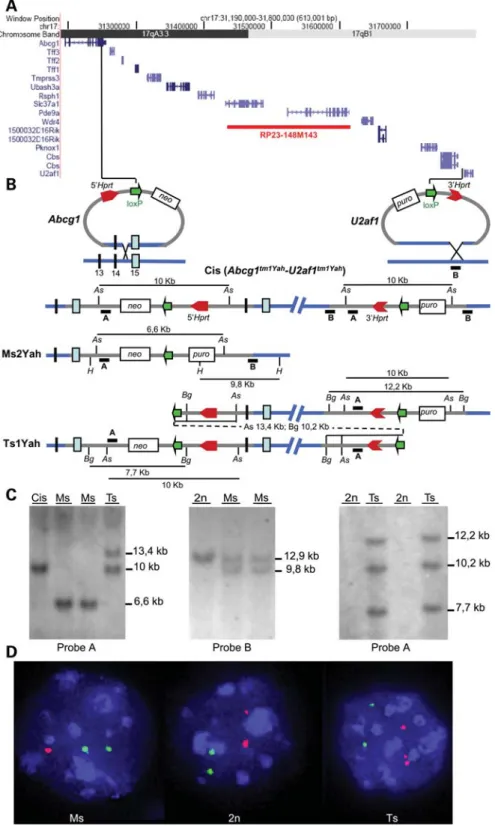 Figure 1. Generating a 0.59 Mb deletion and duplication between the Abcg1 and U2af1 loci