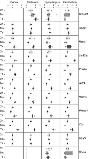Figure 5. Expression of genes from the Abcg1 – U2af1 region in four different Ts1Yah, euploid (Eu) and Ms2Yah mice brain tissues