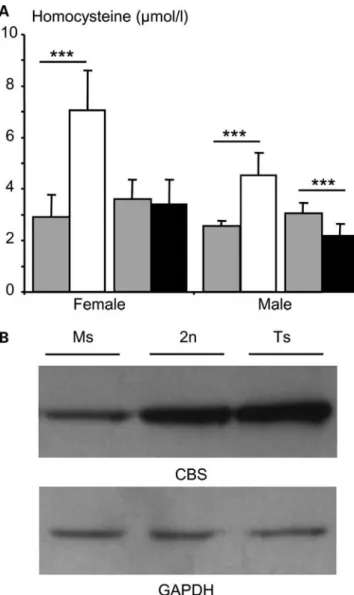 Figure 6. Detection of plasma homocysteine and CBS protein levels in Ms2Yah and Ts1Yah mice