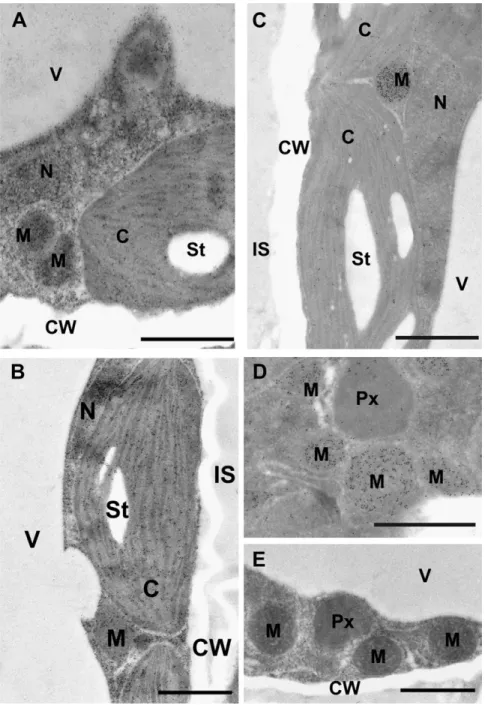 Fig. 2. Transmission electron micrographs showing a comparison of glutathione labelling density between mesophyll cells from leaves of the wild type and different mutants of Arabidopsis plants