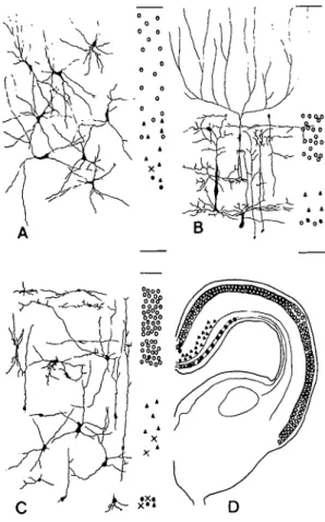 Figure 17. A-D. The optic tectum of the nurse shark (A), the squirrel fish (B), and the Tegu lizard (C and D) show  consider-able variability in cell types and stratification of inputs from the retina (open circles), opposite tectum (closed circles), ipsil