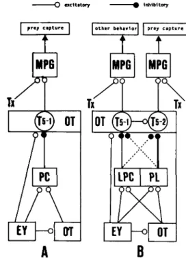 Figure 1. Schematic diagram explaining evolutionary aspects of configurational prey selection in amphibians by Ebbesson's parcellation theory