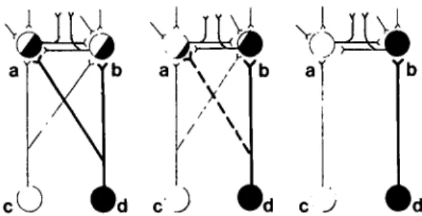Figure 2. Schematic diagrams of a hypothetical cell aggregate (a) undergoing parcellation with the eventual production of three cell groups (b-d), each aggregate containing neurons with more restricted connections than in the hypothetical ancestral cell gr
