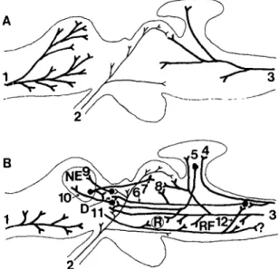 Figure 3. Schematic representation of some assumed connec- connec-tions in cold-blooded vertebrates prior to Nauta studies (A) and some mammalianlike connections in poikilotherms discovered in my laboratory (B) that led to the view that neocortical equival