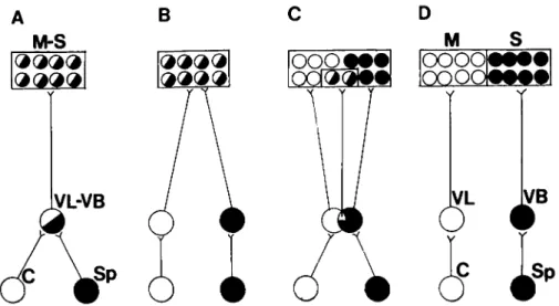 Figure 6. Schematic representation of eerebellar and spinal projections to the ventral tier of the thalamus (the ventrolateral nucleus, VL, and the ventrobasal complex, VB) and the thalamic projections to motor (M) and somatosensory (S) cortex in the rat (