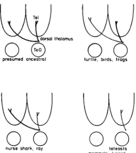 Figure 11. A-D. Schematic representation of the corticocor- corticocor-tical connections in the opossum (A), the monkey (B), the cat (C), and the raccoon (D)