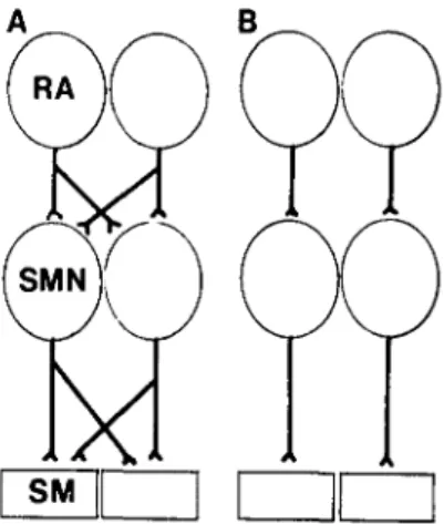 Figure 15. The connections related to vocalization (B) are ipsilateral in the canary (Nottebohm et al