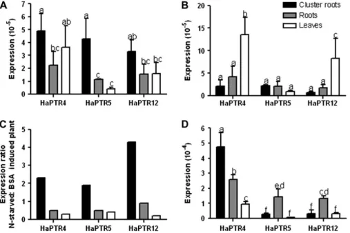 Table 2. Expression ratio of peptide transporter genes HaPTR4, HaPTR5, and HaPTR12 in hydroponically grown Hakea actites Plants were cultivated without N for 3 months and then grown for 7 months with different N treatments