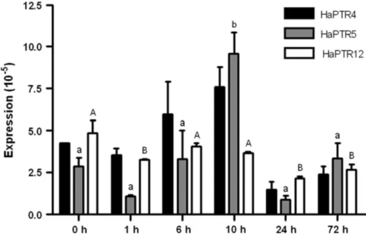Fig. 5. Complementation of Saccharomyces cerevisiae strain LR2 deficient in the uptake of di- and tripeptides