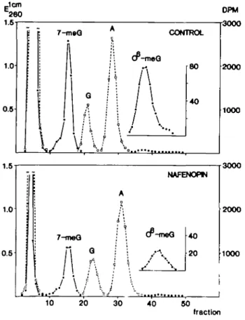 Fig. 2. Chromalographic profiles of liver DNA hydrolysales. Nafenopin-pre- Nafenopin-pre-treated and control animals received a single i.p