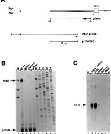 Figure 2. Analysis of the transcriptional start site by primer extension and RNase protection