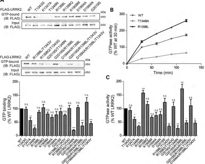 Figure 3. GTPase activity of LRRK2 GTPase domain mutants. (A) GTP-binding assay by pull-down with GTP-agarose on HEK-293T cell extracts expressing FLAG-tagged LRRK2 variants