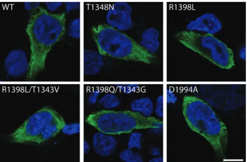Figure 7. GTPase activity does not alter the subcellular localization of LRRK2. Confocal fluorescence microscopy reveals the diffuse cytoplasmic localization of FLAG-tagged human LRRK2 variants transiently expressed in HEK-293T cells
