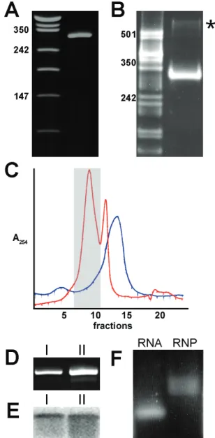 Figure 2. Alu RNP purification on Superdex 200. (A) Denaturing acrylamide gel. Synthetic Alu RNA migrates as a single band with the expected size of 305 nt