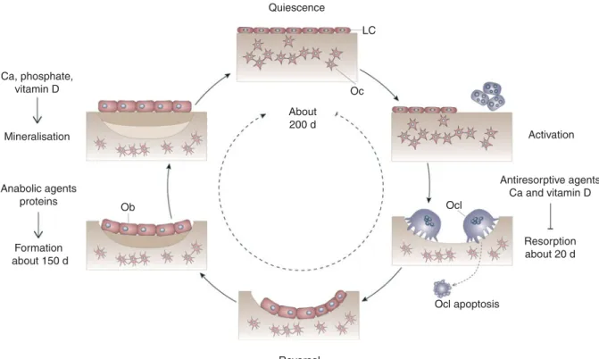 Fig. 1. Bone remodelling cycle. Bone turnover follows a sequence of events that includes activation, recruitment of osteoclasts (Ocl) to begin resorption, degradation and removal of bone, reversal, and formation of new bone by osteoblasts (Ob)