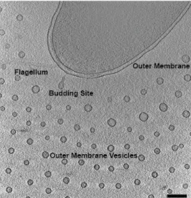 Figure 1. Cryo ET slice of plunge-frozen V. vulnificus producing outer membrane vesicles