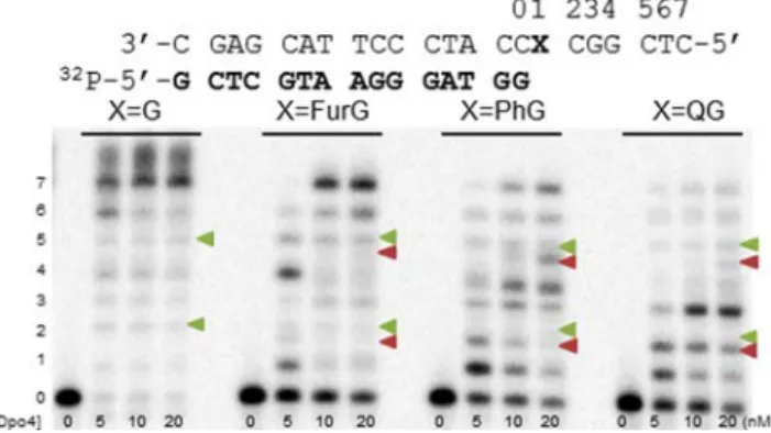 Figure 10. Full-length extension of NarI(22):15mer template:primer (X = G, FurG, PhG or QG) by Dpo4