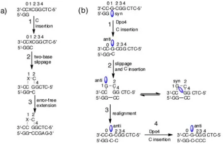 Figure 11. (a) Proposed 2-base slippage mechanism for frameshift mutation induced by N-linked C8-dG adducts in the reiterated X-site of the NarI sequence