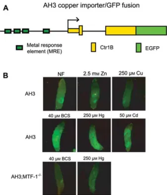 Figure 2 Sensitivity of Ctr1B mutants to cadmium and mercury is rescued by copper supplementation.