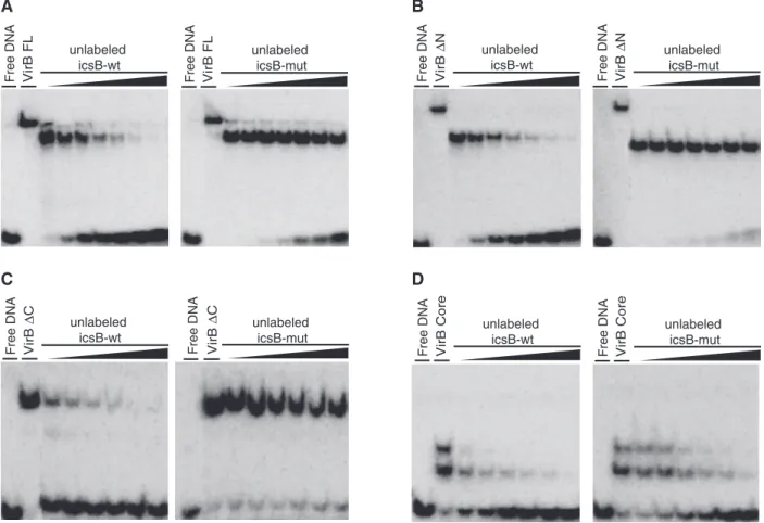 Figure 7. EMSA of VirB variants. EMSAs of the radioactively labeled icsB-wt (2 nM) bound by VirB variants (2 mM): (A) VirB FL; (B) VirB Delta N; (C) VirB Delta C; (D) VirB Core