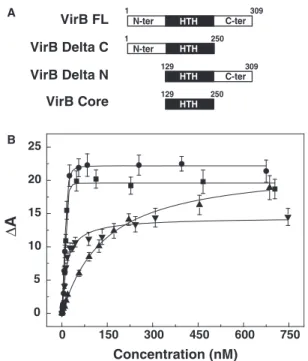 Figure 1. The mode DNA binding by VirB variants. (A) VirB variants used in this study