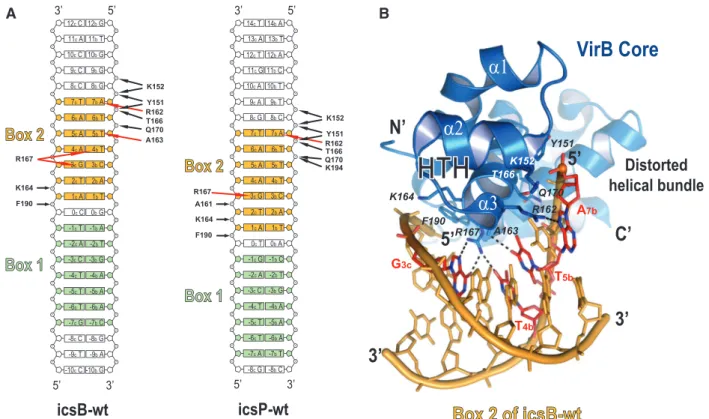 Figure 3. VirB-DNA contacts. (A) Ladder representations of VirB contacts to 26 bp DNA icsB-wt (left) and to icsP-wt (right) (only the nucleotides visible in the crystal structures are drawn)