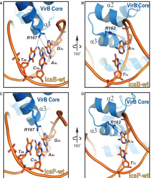 Figure 4. Base recognition by R167 and R162. (A) R167 reads bases G 3c and T 4b of box2 in icsB-wt