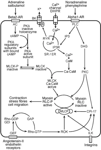 Fig 5 Regulation of contraction in smooth muscle and non-muscle cells. 10 15 17 31 38 41 50 57 75 81 84 86 89 95 AC=adenylyl cyclase;