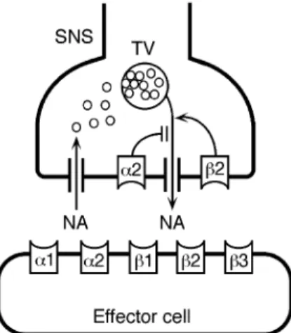 Fig 6 Schematic representation of adrenergic synaptic transmission in the central and peripheral nervous system and at the site of target tissues.