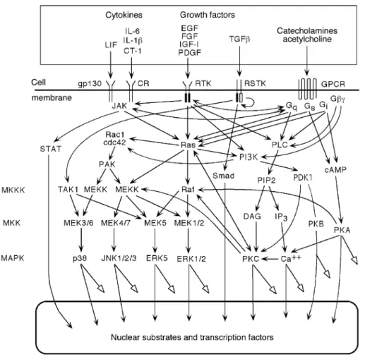 Fig 2 Interrelation of adrenergic and acetylcholine G-protein-coupled receptors (GPCR) with the global signalling pathways of the cardiomyocyte