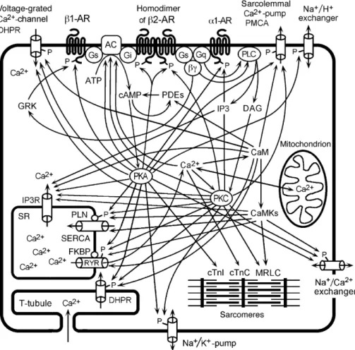 Fig 3 Interrelation of adrenergic and calcium signalling pathways affecting inotropy (contractility) and lusitropy (relaxation) in the cardiomyocyte