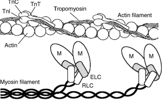 Fig 4 Scheme of sarcomeric contractile and regulatory proteins. M=pairs of myosin heads forming the contractile crossbridges (myosin tails are black); ELC=essential myosin light chains; RLC=regulatory myosin light chains; TnC, TnI, TnT=troponin components 