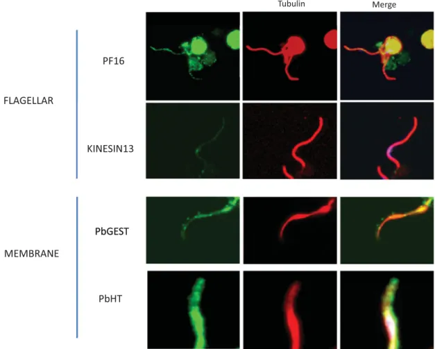 Fig. 2. All proteome-predicted male gamete proteins we have attempted to localize thus far have been found in situ in the male gamete: PF16 (Straschil et al