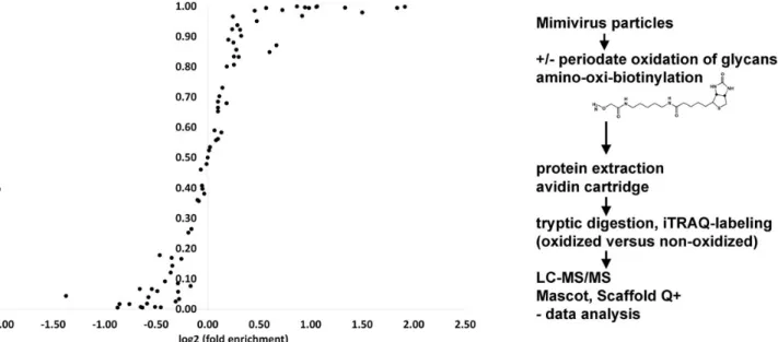 Fig. 1. Enrichment of Mimivirus surface glycoproteins. Log 2 enrichment of oxidized and biotinylated surface-glycoproteins relative to nonoxidized virus particles via avidin cartridge puri ﬁ cation