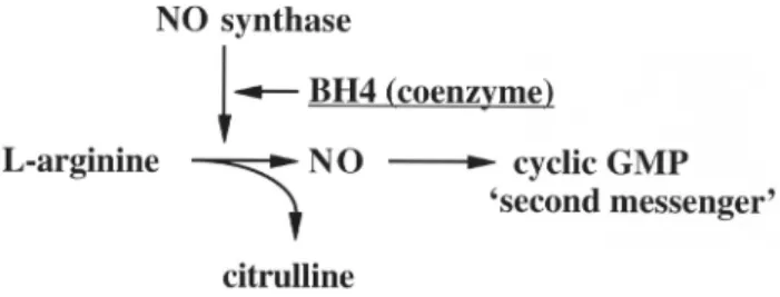 Fig. 1. NO pathway [22]. BH4 is an essential coenzyme of the NOSs, 8-Br- 8-Br-cGMP a non-toxic membrane permeable 8-Br-cGMP analogue.