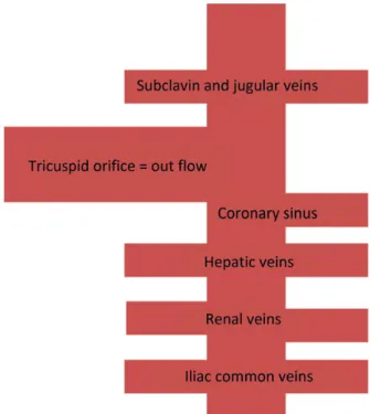 Table 2: Average flow for afferent vein pairs and total compiled from Table 1 for the development of the caval model (ml/min)