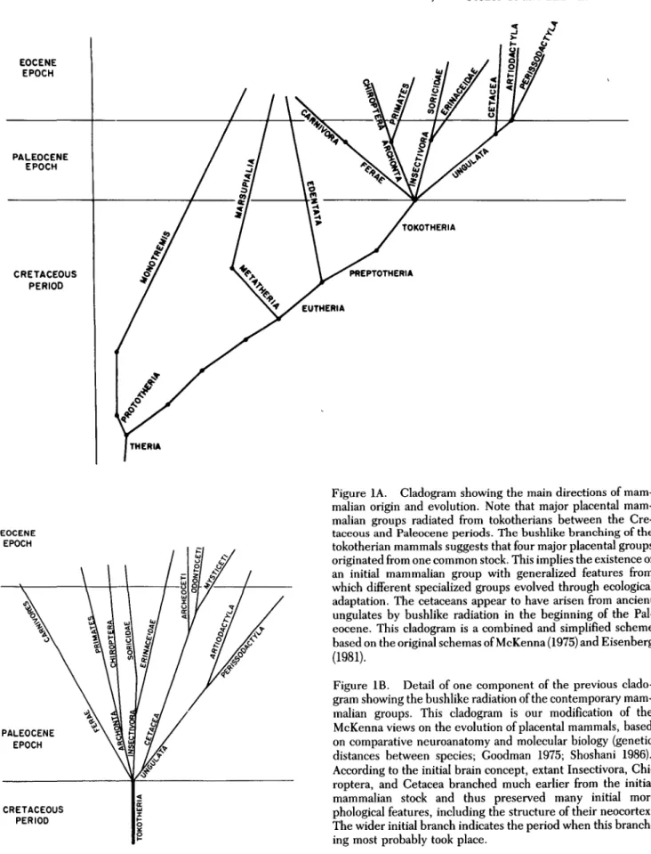Figure 1A. Cladogram showing the main directions of mam- malian origin and evolution. Note that major placental  mam-malian groups radiated from tokotherians between the  Cre-taceous and Paleocene periods