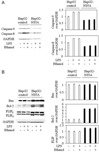 Figure 4. Hepatitis C virus nonstructural protein 5A (NS5A) interferes with the activation of the apoptotic pathways induced by  lipopolysac-charide (LPS) and ethanol in HepG2 cells
