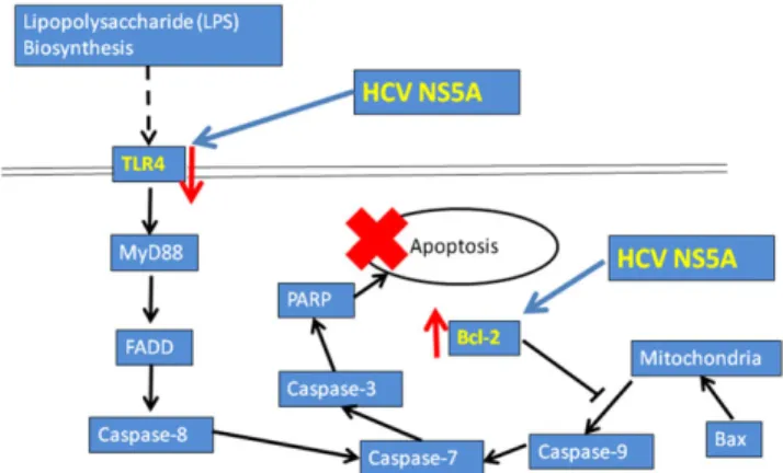 Figure 6. Hepatitis C virus (HCV) nonstructural protein 5A (NS5A) inhibits lipopolysaccharide (LPS)–induced apoptosis in hepatocytes by downregulating Toll-like receptor (TLR) 4 expression and enhancing Bcl-2 expression, thus impairing activation of initia