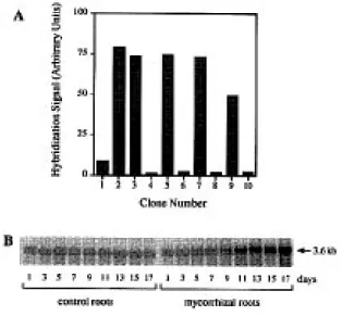 Figure 2. (A) Classification of clones with cDNA inserts from differentially expressed genes