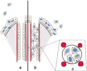 Fig. 6. Schematic of renal papillary tip and medulla. Intranuclear viral inclusion bodies are illustrated as large light blue ‘nuclei’