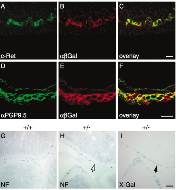 Figure 6. b-Galactosidase-positive cells acquire early neuronal traits in the Sox10 lacZ/þ mutant ENS
