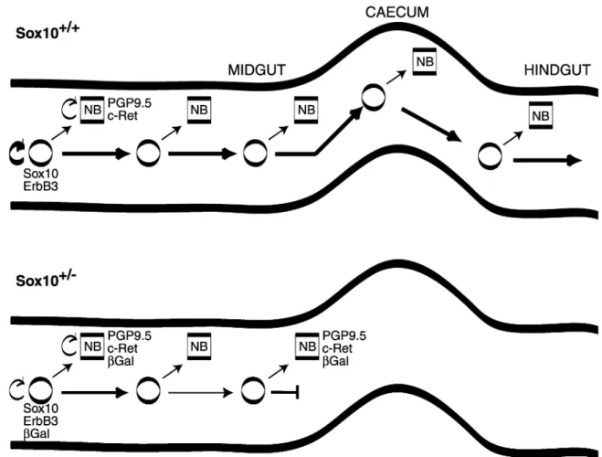 Figure 7. Cellular basis for Hirschsprung disease in Sox10 lacZ/þ animals. During normal enteric development, p75 þ /Sox10 þ /ErbB3 þ vagal neural crest cells migrate into the proximal part of the gut and gradually colonize the entire length of the gut to 